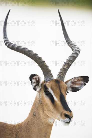 Black-faced impala