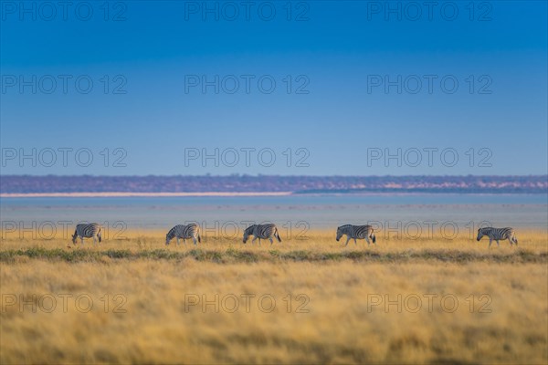 Burchell's zebra