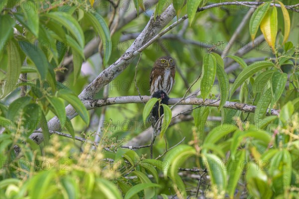 Ferruginous pygmy owl