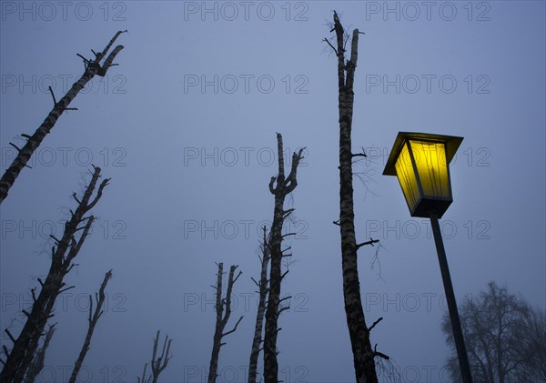 Strassenlaterne mit kahlen Birkenbaeumen in der Abenddaemmerung