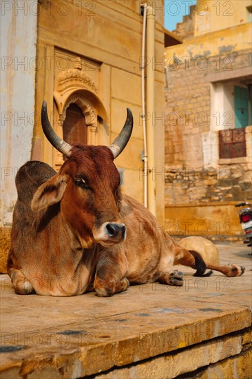 Indian cow resting sleeping in the street