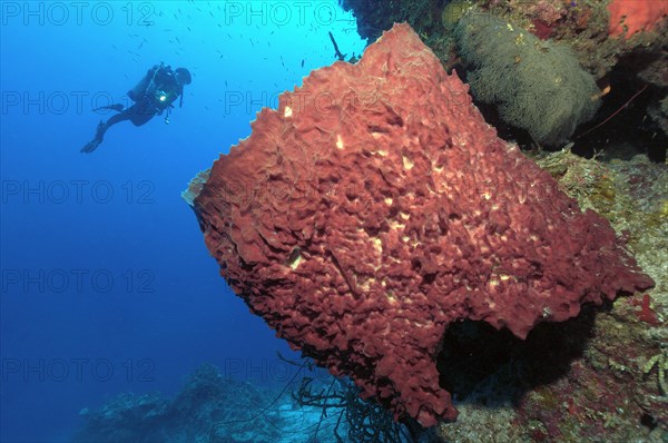 Large vase sponge