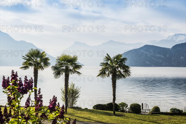 Palms on the Lake