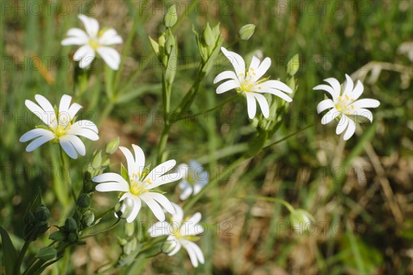 Chickweed