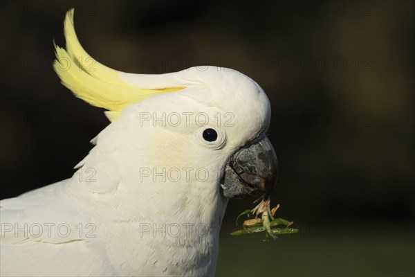 Sulphur-crested cockatoo