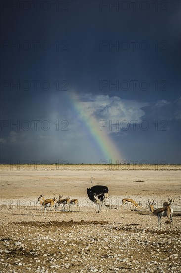 Rainbow over the Etosha Pan