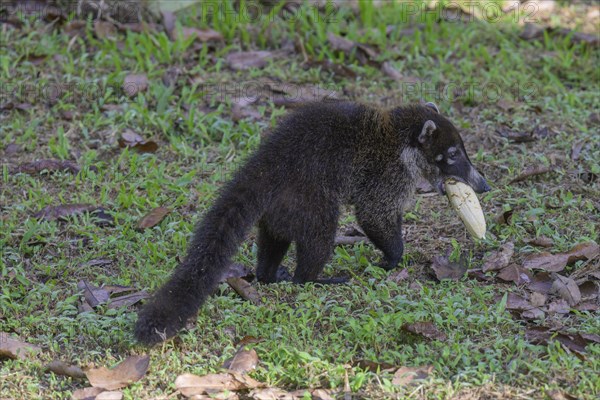 White nosed coati