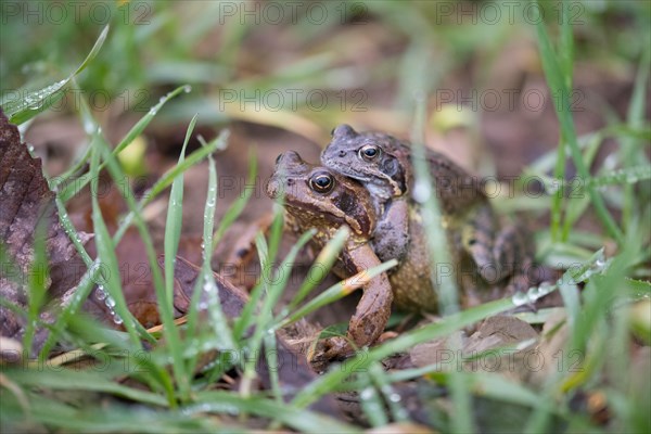 Grasfrosch