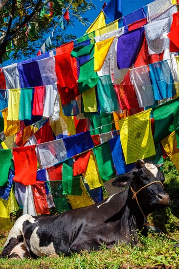 Cow indian sacred animal under Buddhist prayer flags on kora around Tsuglagkhang complex. McLeod Ganj