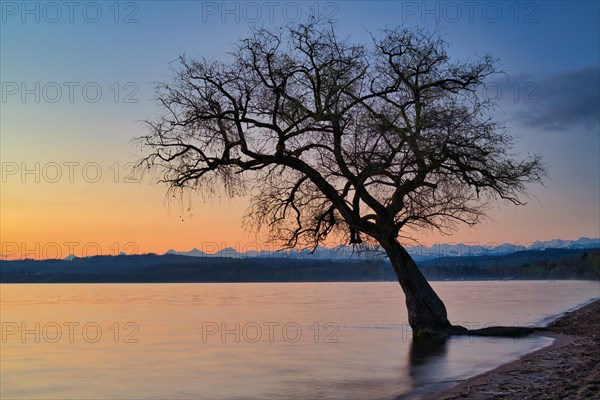 Blattloser Baum am Murtensee in der Daemmerung