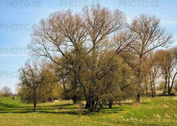 Landschaft am Fluss Oder im Fruehling