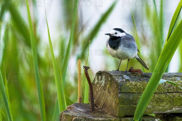 Pied Wagtail