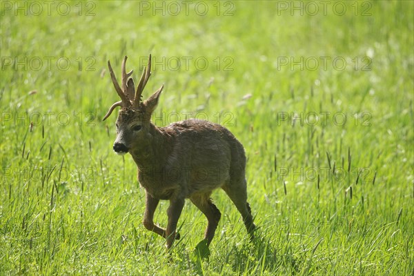 Roe deer