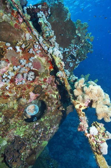 Diver in wreck of tugboat on Abu Galawa reef looks through porthole at coral