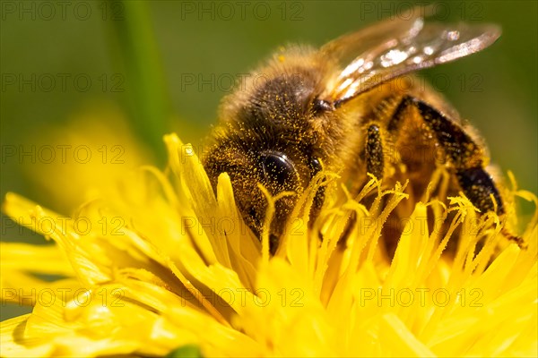 Detail closeup of honeybee