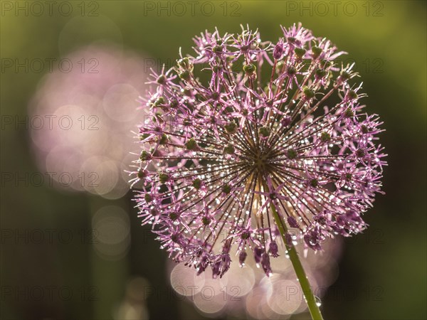 Ornamental leek