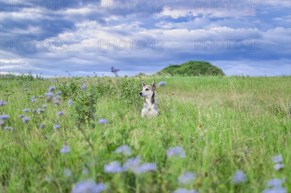 Portrait of a dog in the field