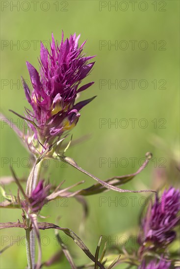 Field quail wheat