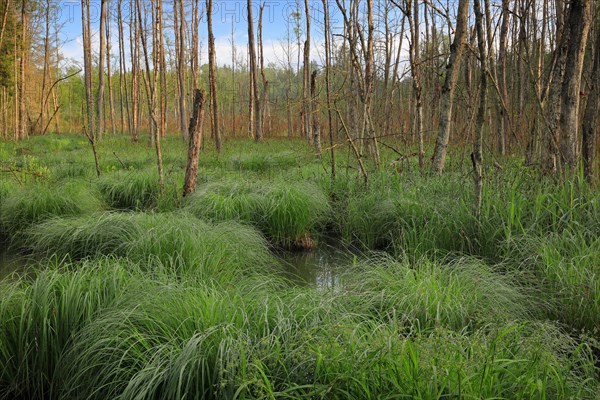 Sedge bulrushes