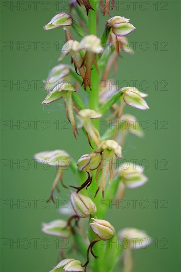 White white helleborine