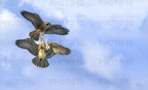 Hawk in flight with fish in its claws