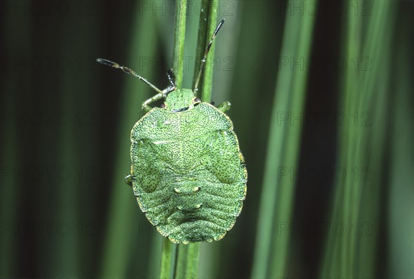 Green shield bug