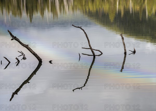 Branches sticking out of the water