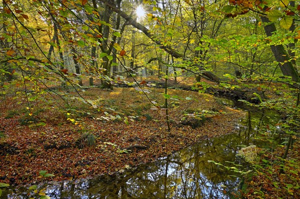 Rotbach in the autumnal Hiesfeld Forest