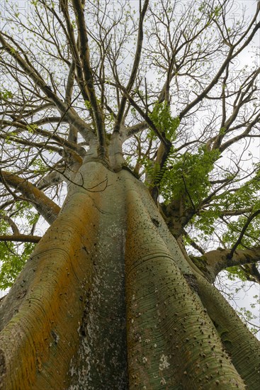 Blick in die Krone eines Baumes