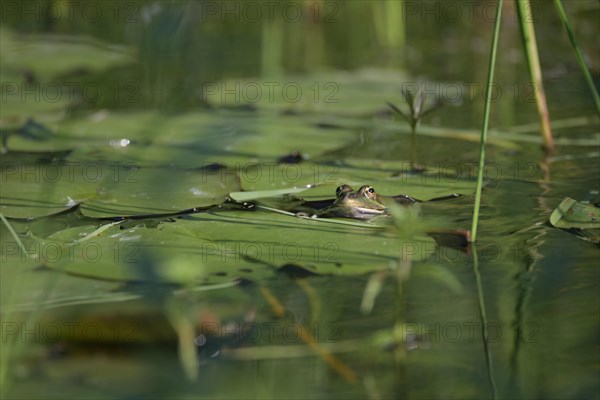 Seefrosch