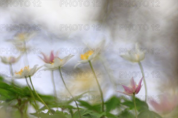 Wood anemone