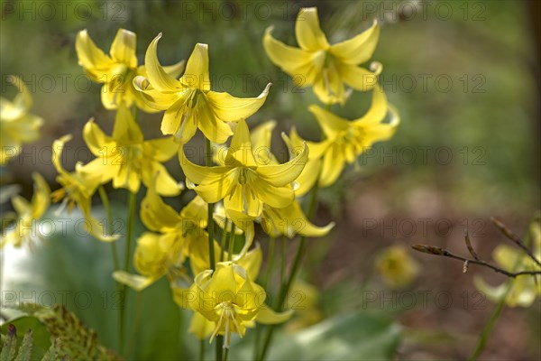 Yellow Dogtooth