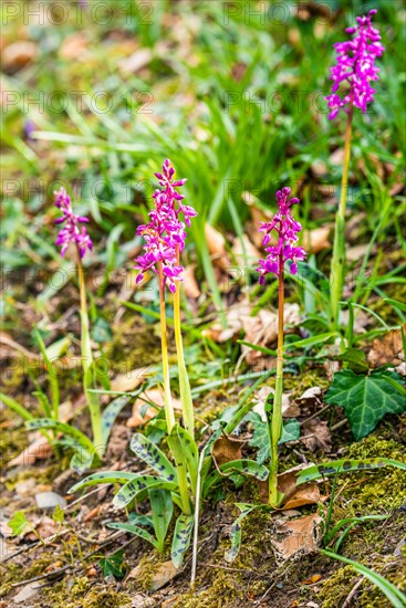 Early Purple Orchid