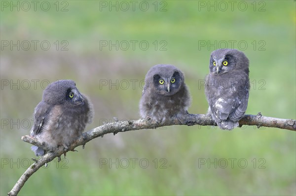 Tengmalm's Owl