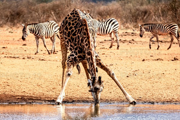 Maasai giraffe