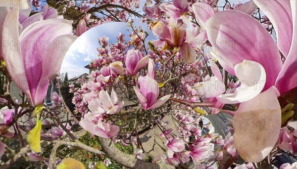 Magnolia tree