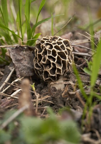 Grey edible morel