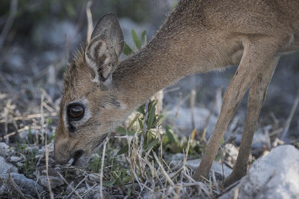 Kirk dikdik or kirk's dik-dik