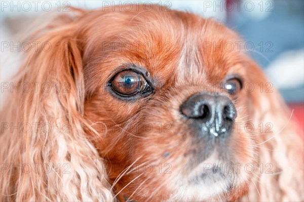 Portrait von einem Hund der Rasse Cavalier King Charles Spaniel in der Musterung Ruby