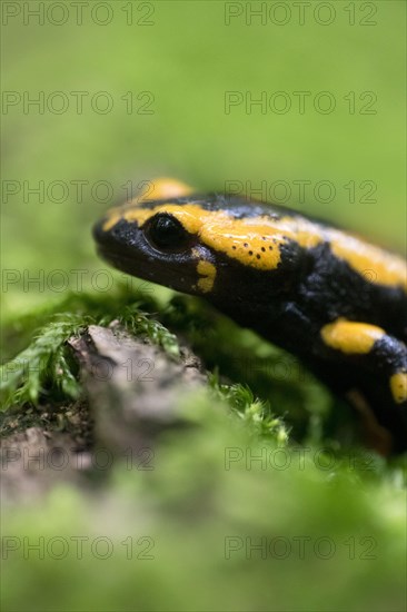 Feuersalamander