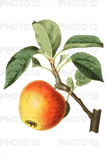 Apfel