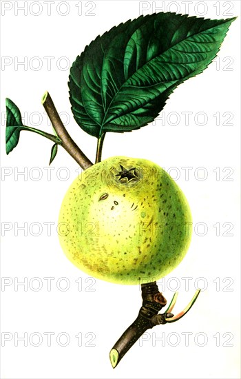 Apfel