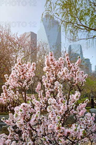 Blooming sakura blossoms flowers in Yeouido Park public park in Seoul