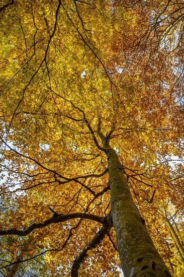 Yellow beech tree