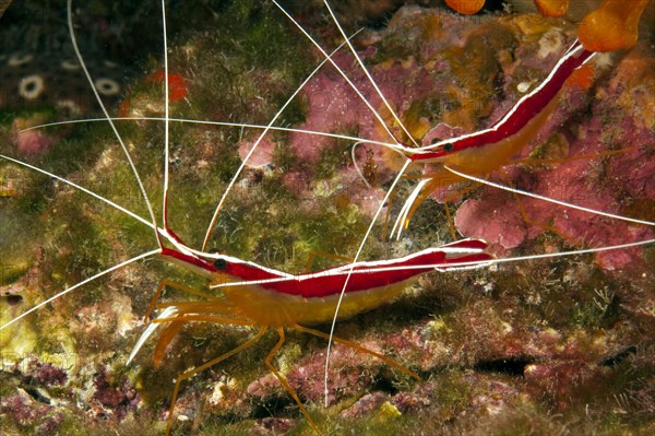 Pair of Atlantic white banded cleaner shrimp