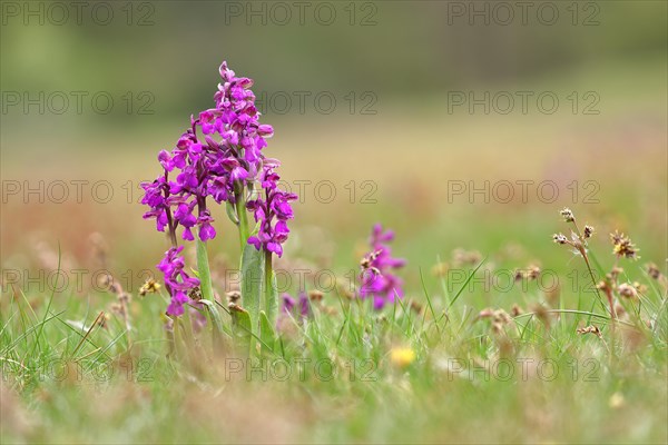 Green-winged orchid