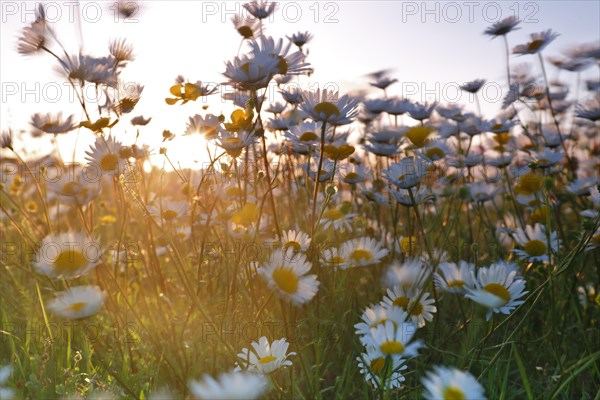 Blur experiment on a flowering meadow in summer