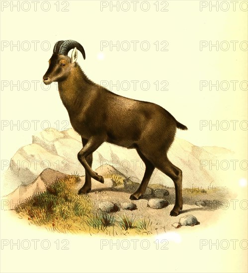 Nilgiri tahr