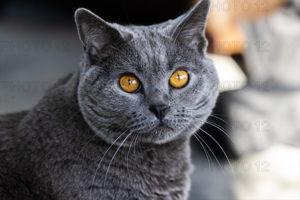 Grey Carthusian cat with yellow eyes