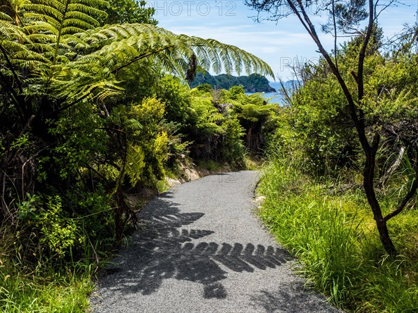 Cathedral Cove Walk